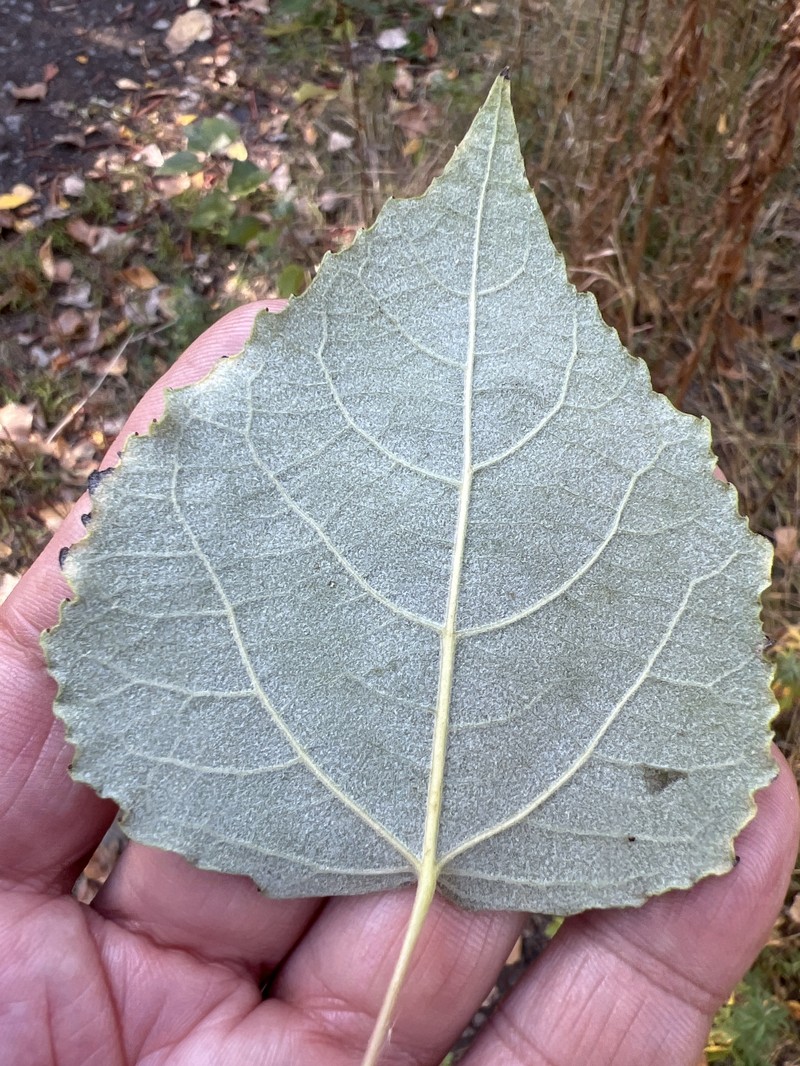 Cottonwood photo 4