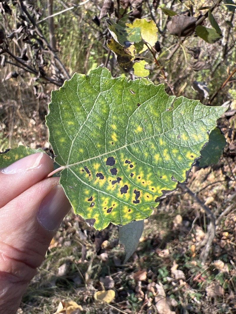 Cottonwood photo 5
