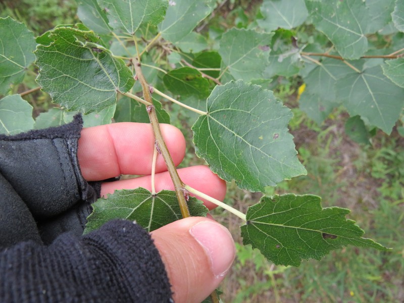 Cottonwood photo 6
