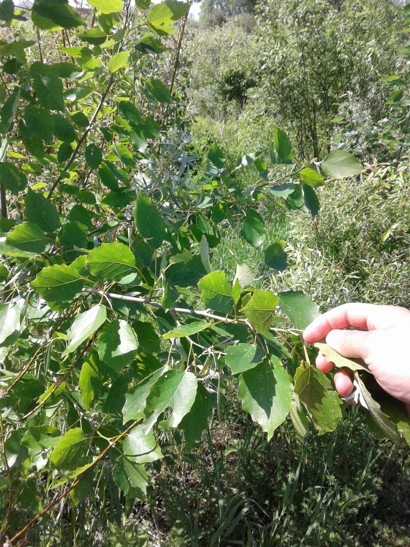 Cottonwood photo 7