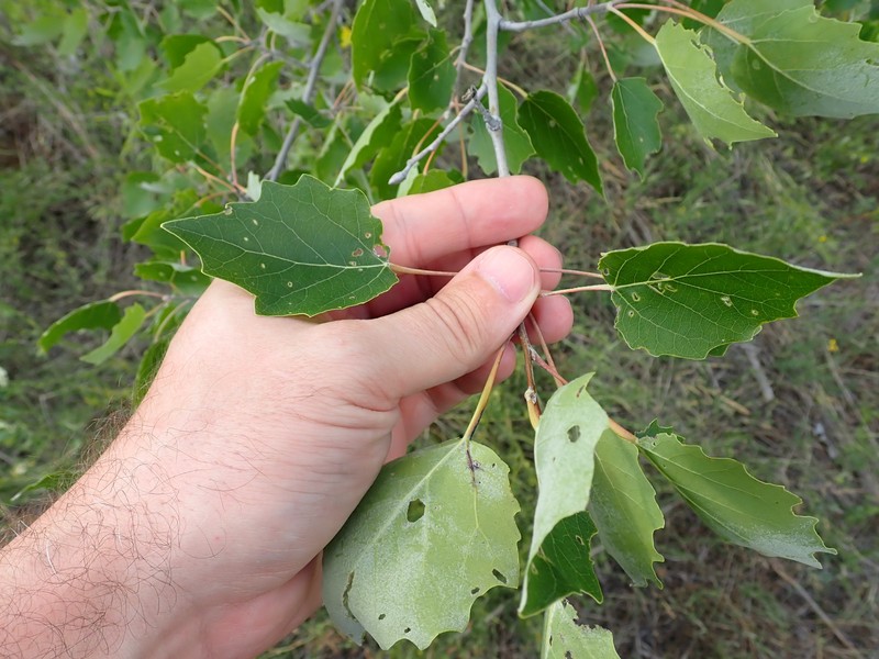 Cottonwood photo 8