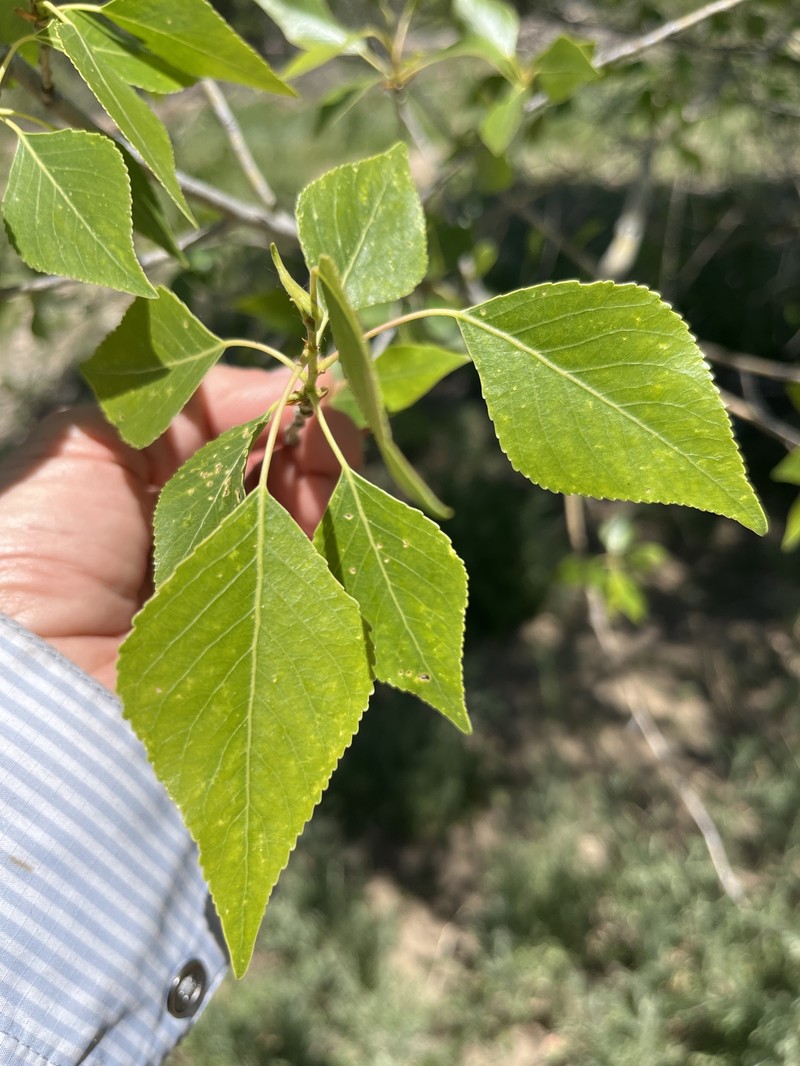 Populus hinckleyana