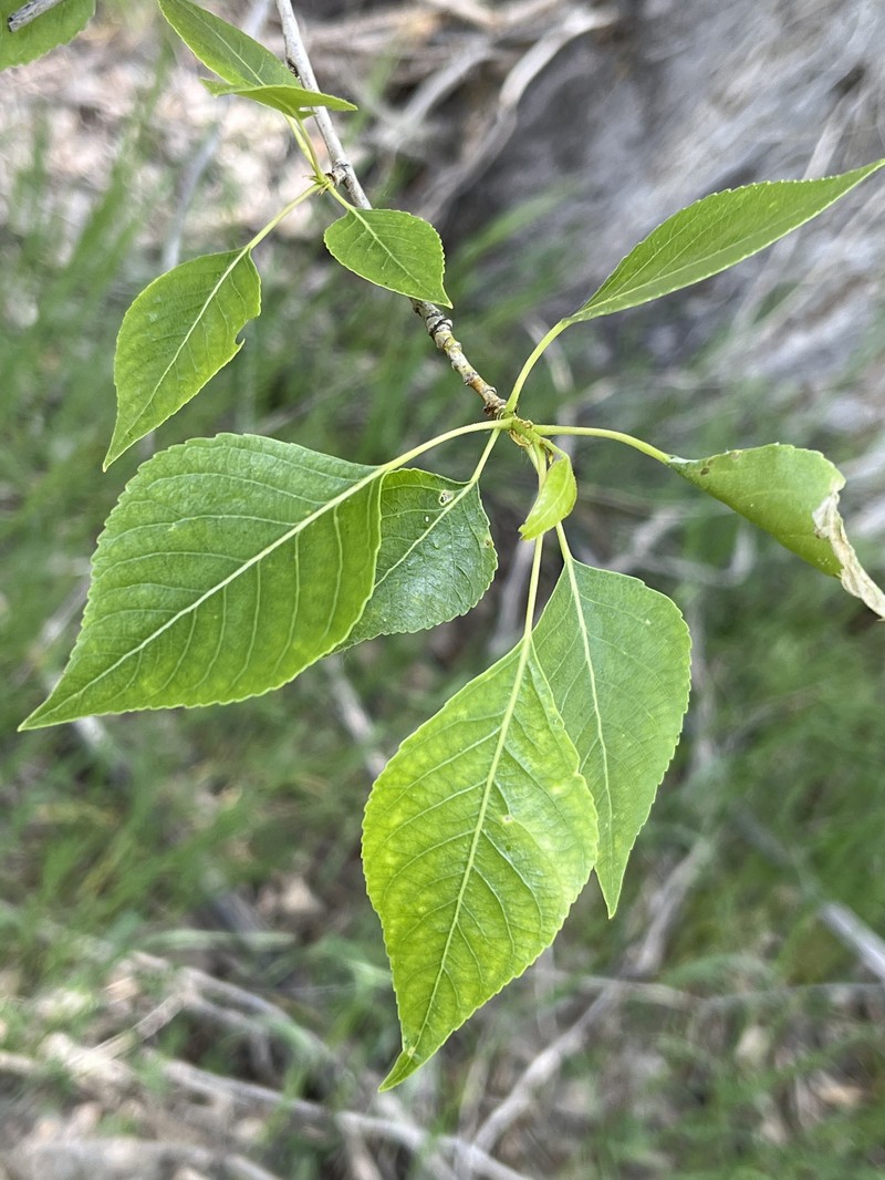Populus hinckleyana photo 2
