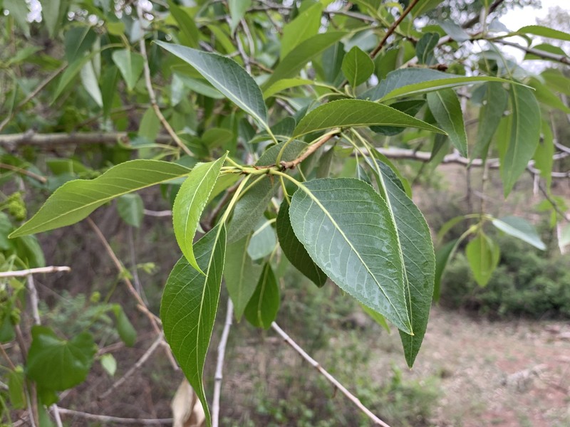 Populus hinckleyana photo 3