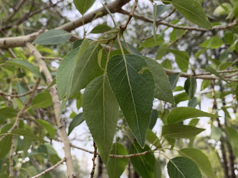 Populus hinckleyana photo 4