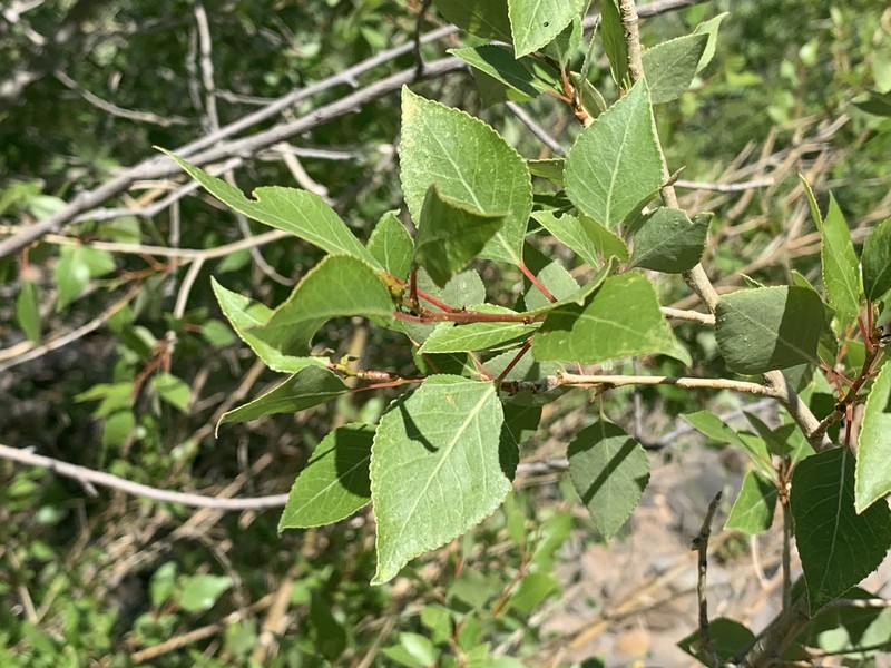 Populus hinckleyana photo 5
