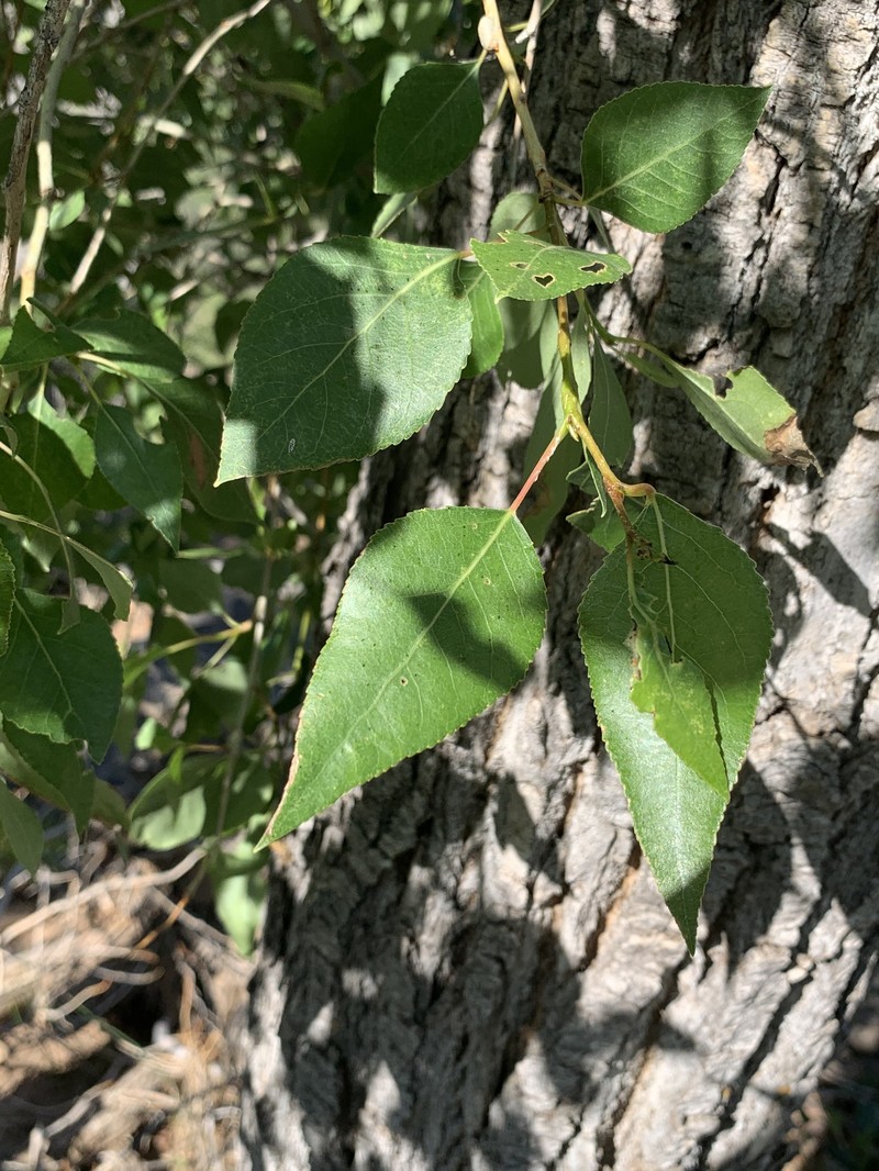 Populus hinckleyana photo 6