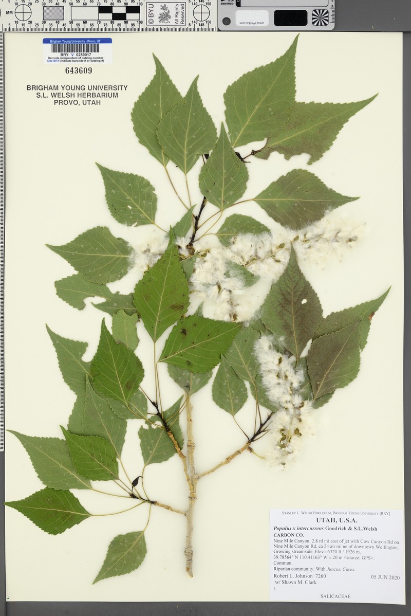 Populus hinckleyana photo 7