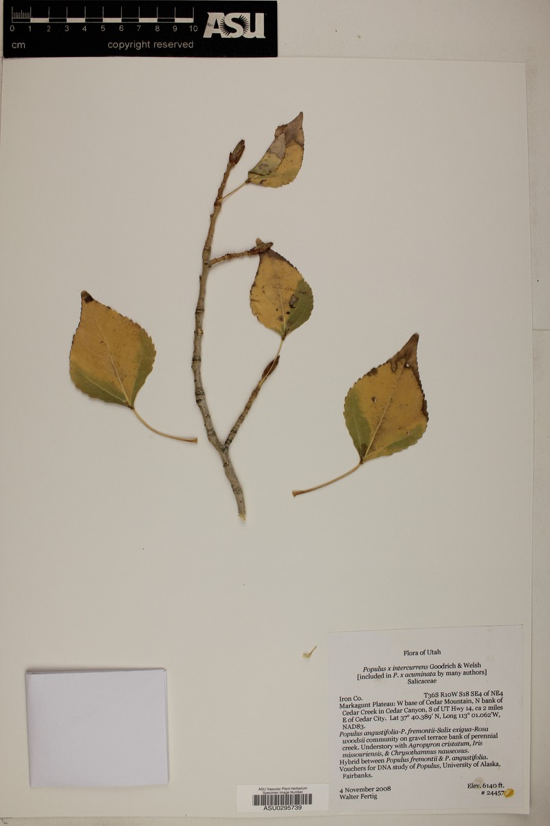 Populus hinckleyana photo 8