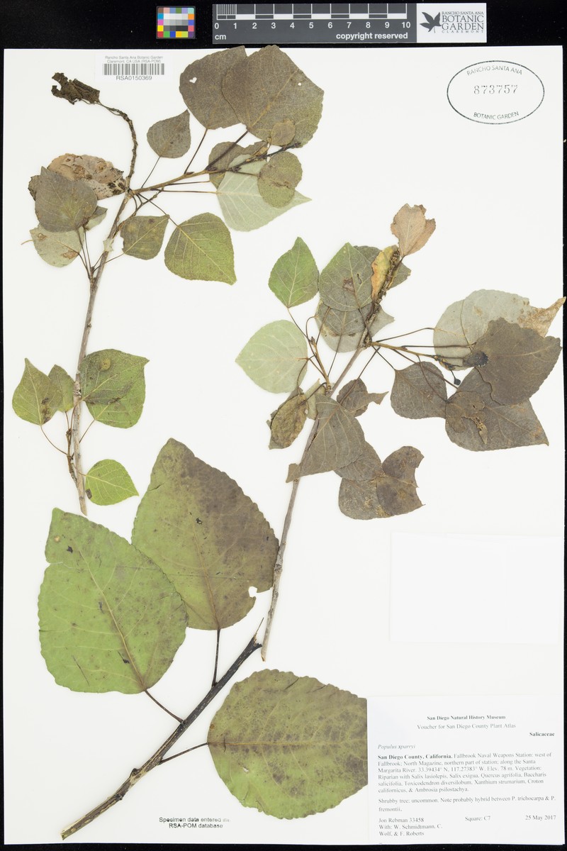 Parry Cottonwood