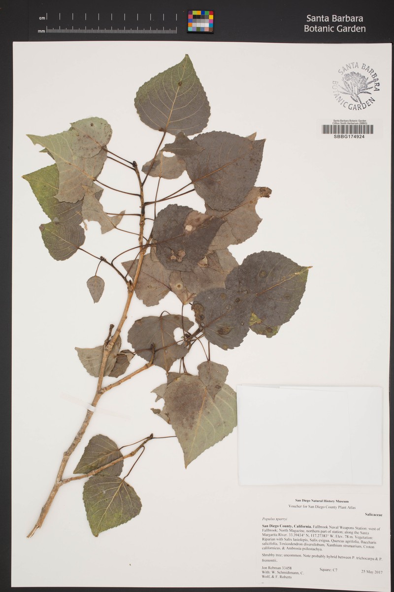 Parry Cottonwood photo 2