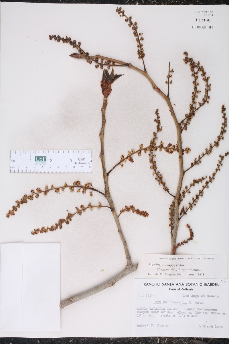 Parry Cottonwood photo 3