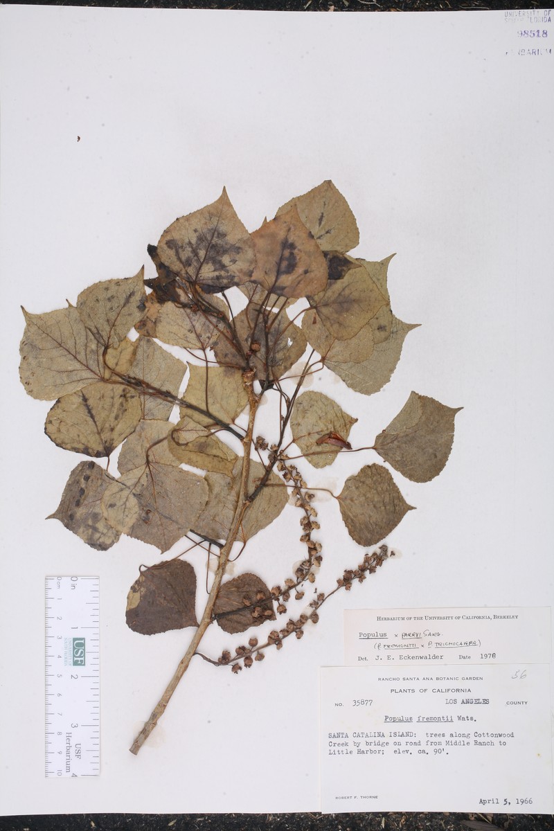 Parry Cottonwood photo 4
