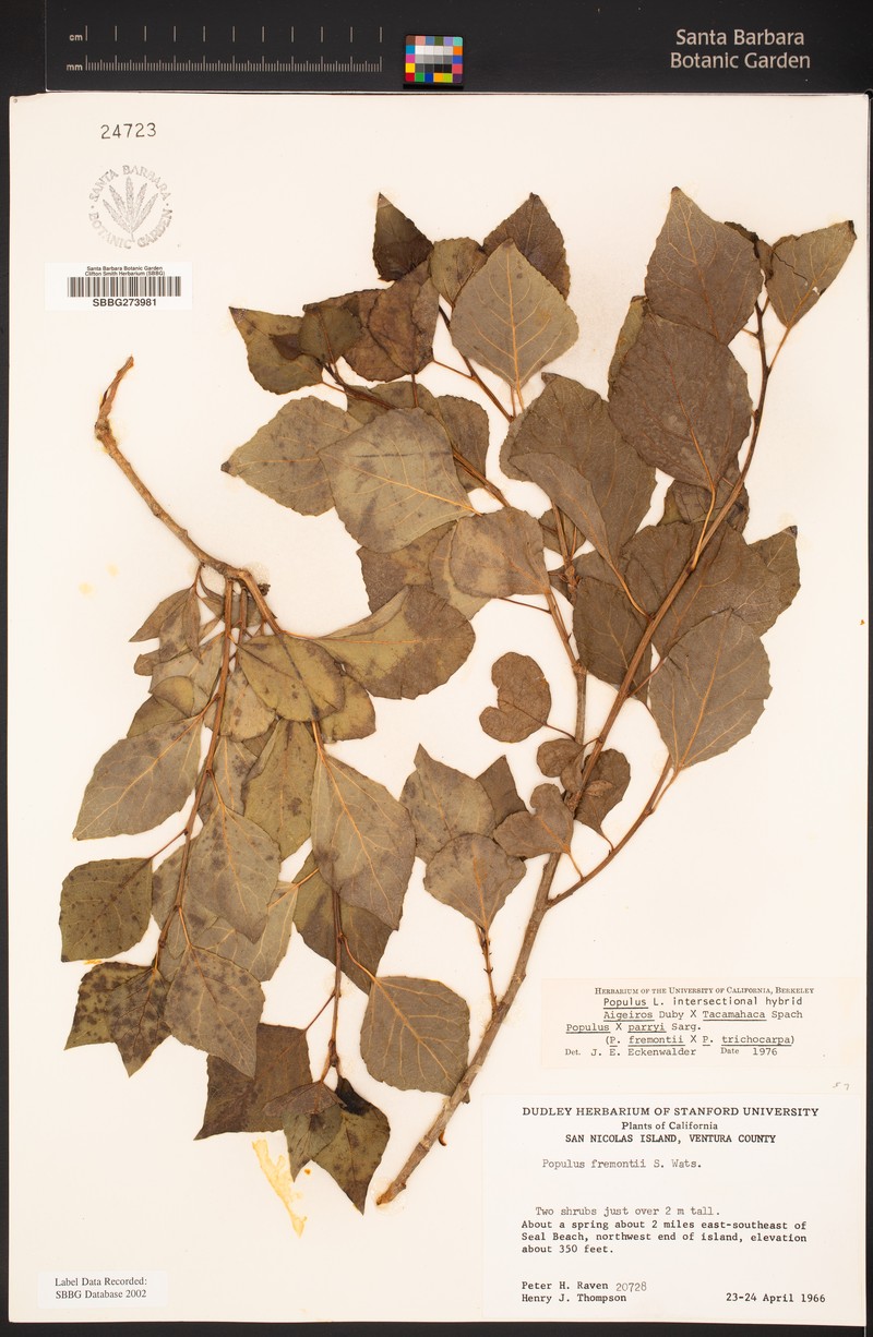 Parry Cottonwood photo 6
