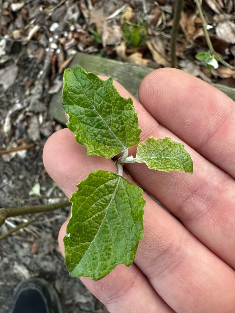 Populus × rouleauana