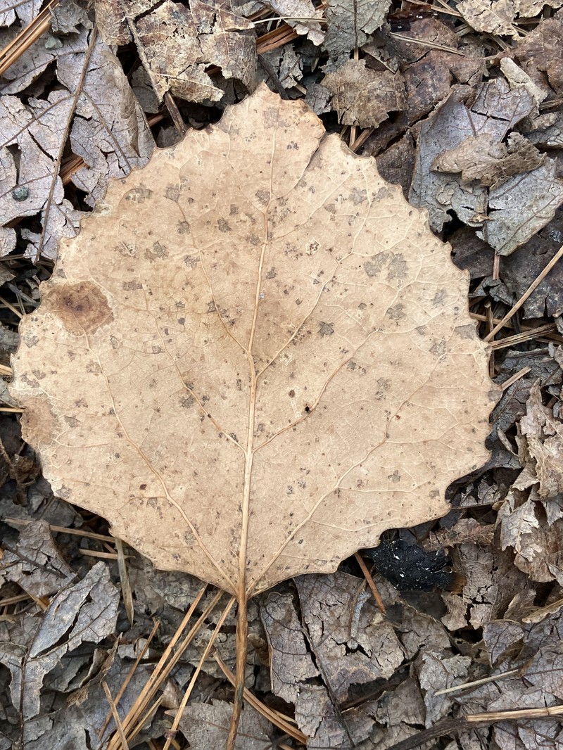 cottonwood