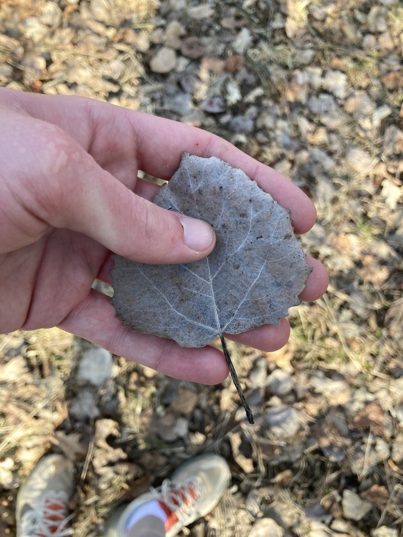 cottonwood photo 2