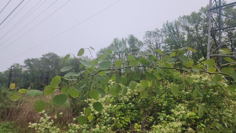 cottonwood photo 3