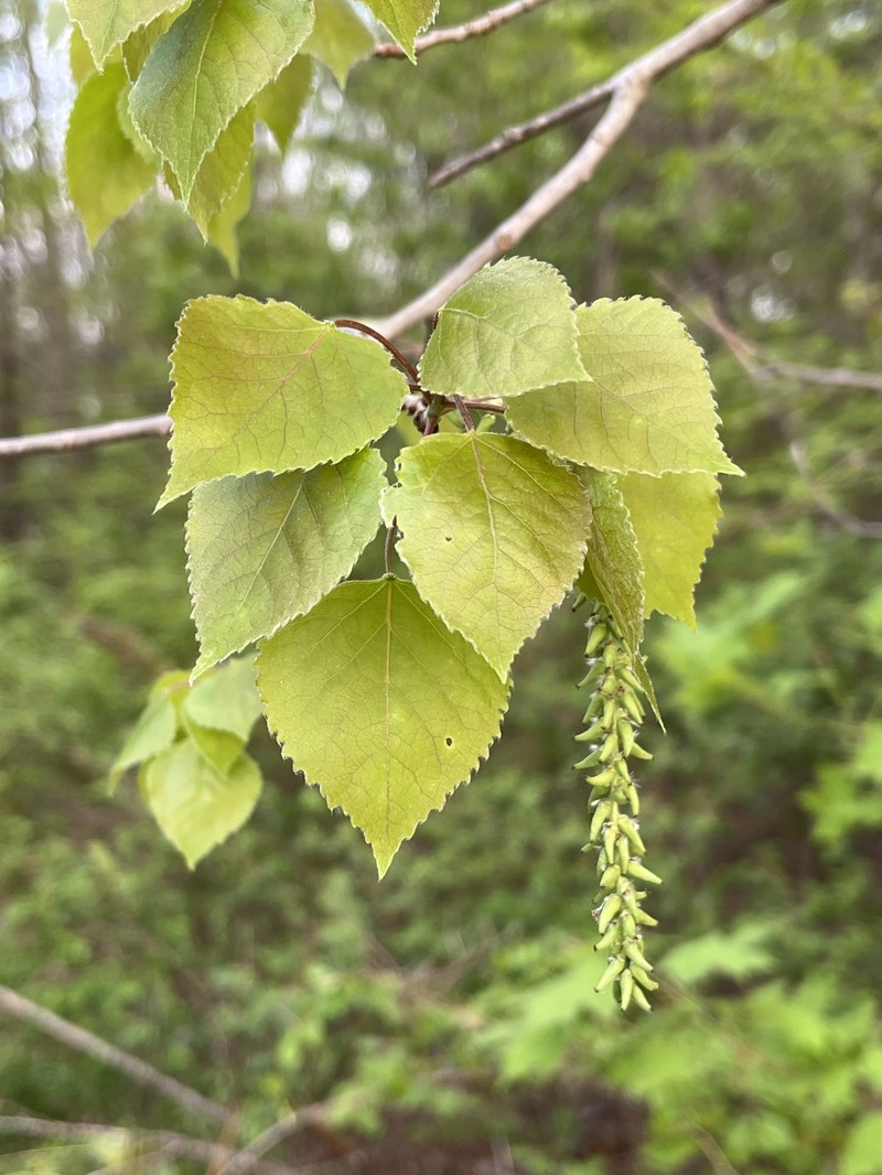 cottonwood photo 4