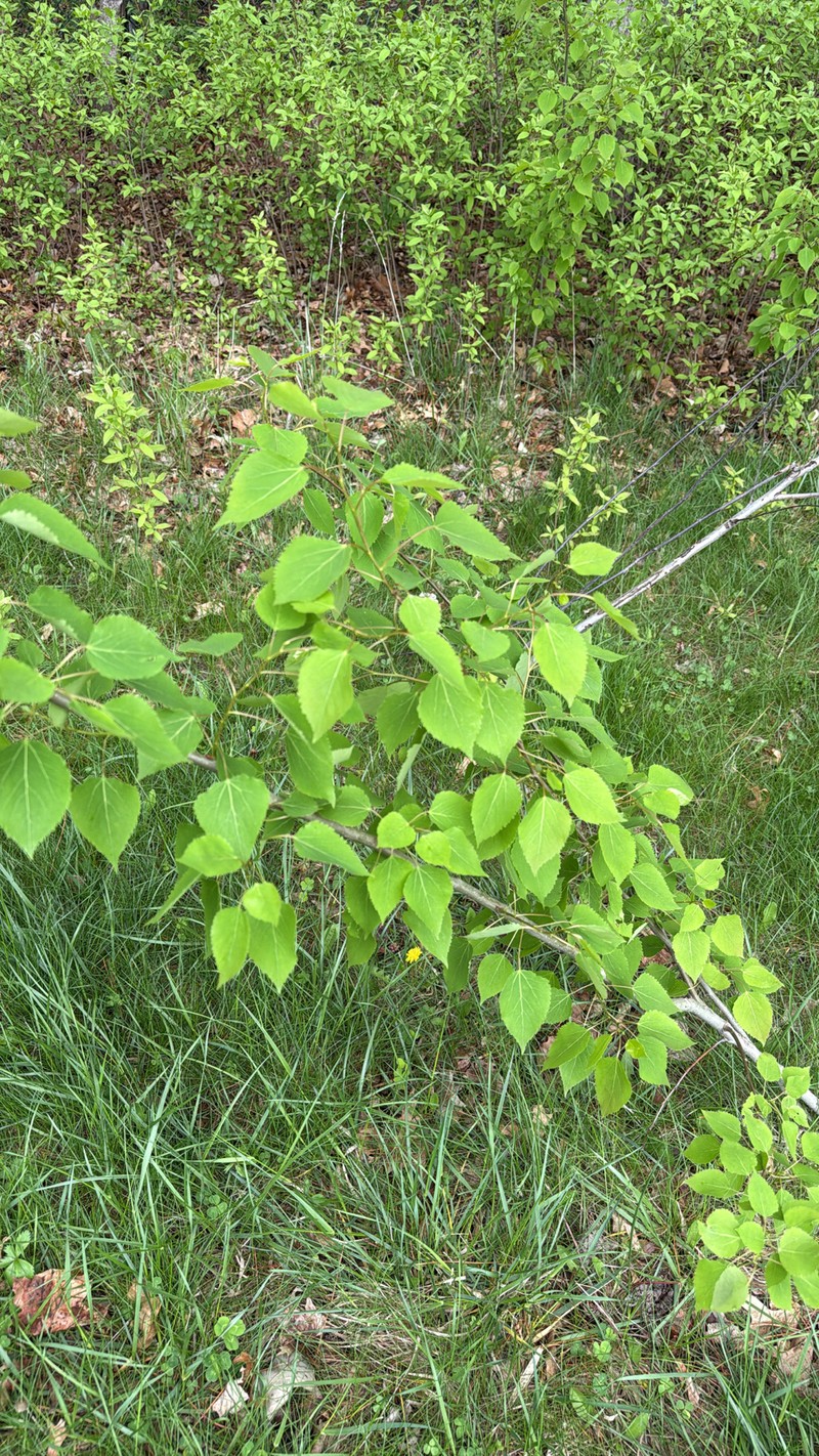 cottonwood photo 6