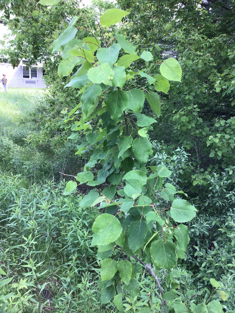 cottonwood photo 7