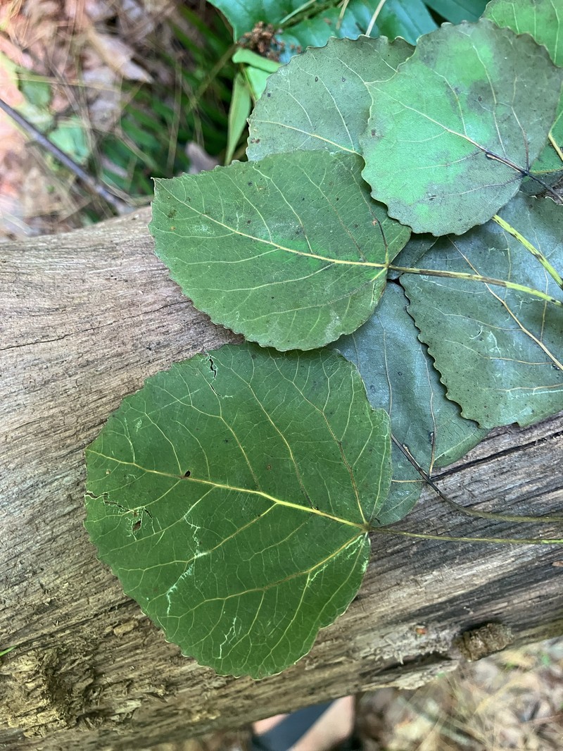 cottonwood photo 8