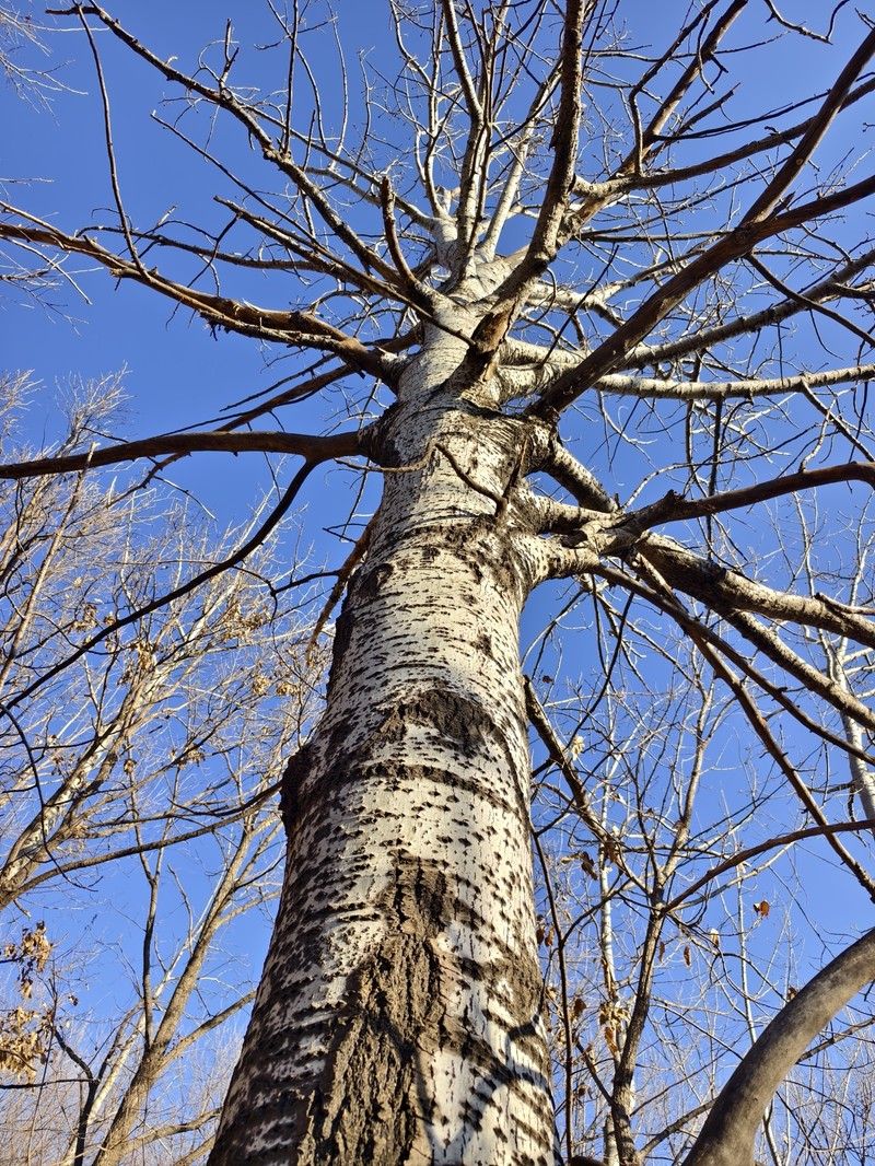 Chinese White Poplar