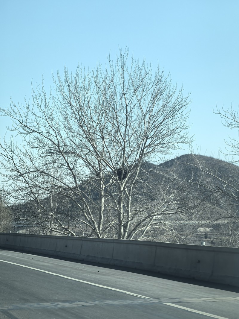 Chinese White Poplar photo 2