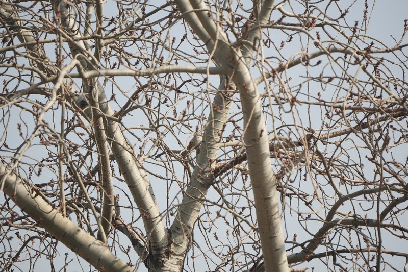 Chinese White Poplar photo 3