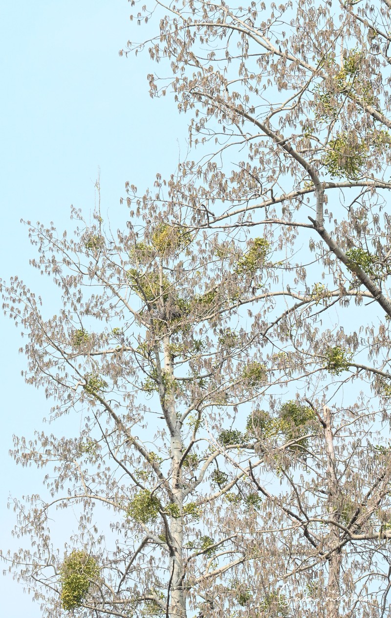 Chinese White Poplar photo 4