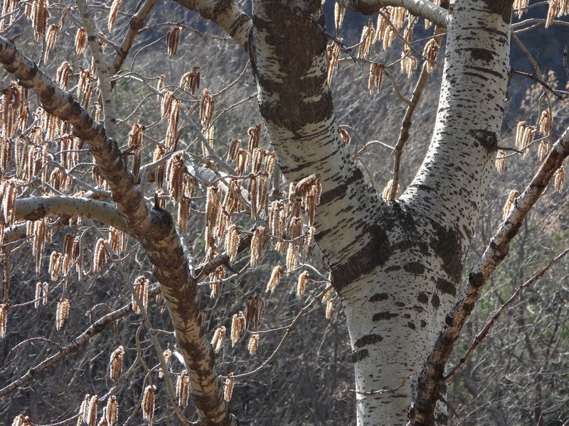 Chinese White Poplar photo 5