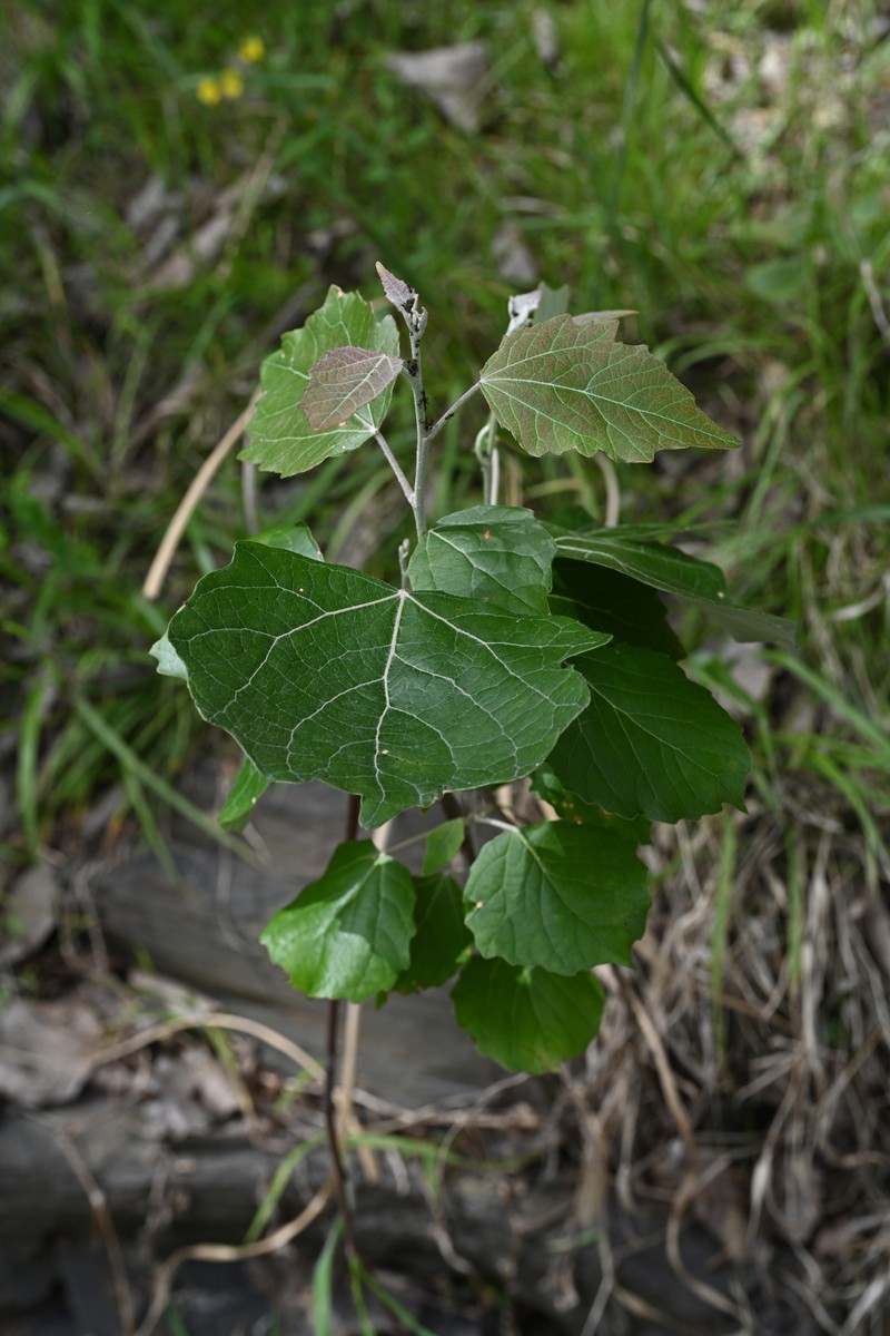Chinese White Poplar photo 6