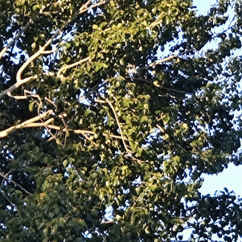 Chinese White Poplar photo 7