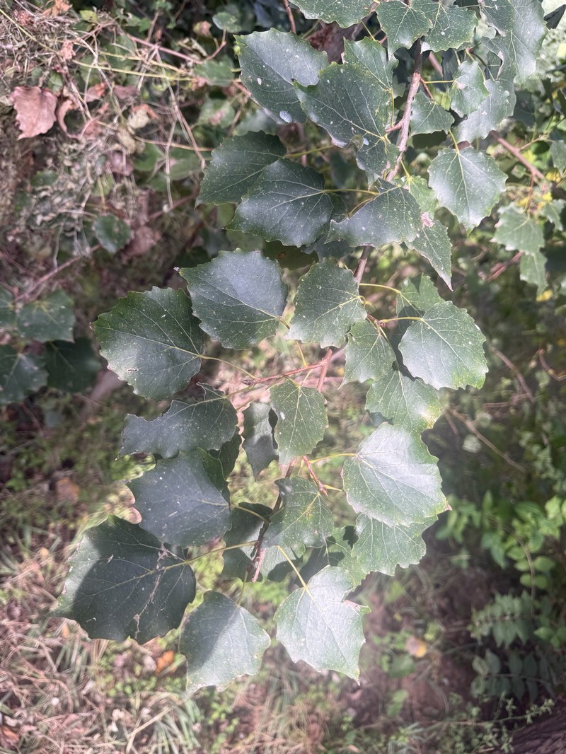Chinese White Poplar photo 8