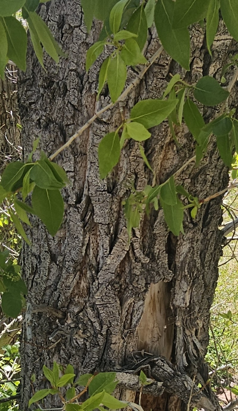 Lanceleaf Cottonwood photo 2