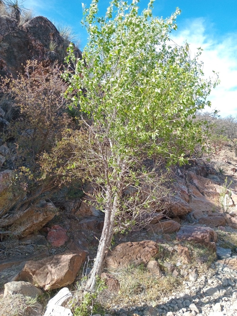 Lanceleaf Cottonwood photo 5