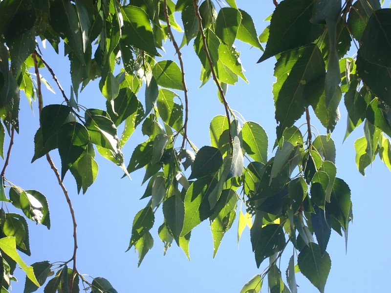 Lanceleaf Cottonwood photo 7