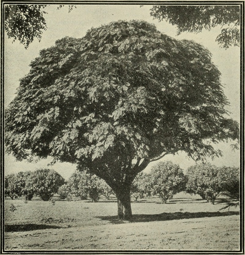 Lanceleaf Cottonwood photo 2