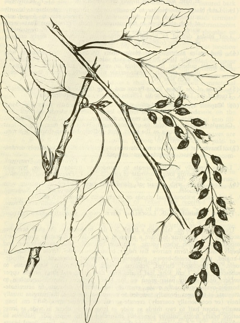 Lanceleaf Cottonwood