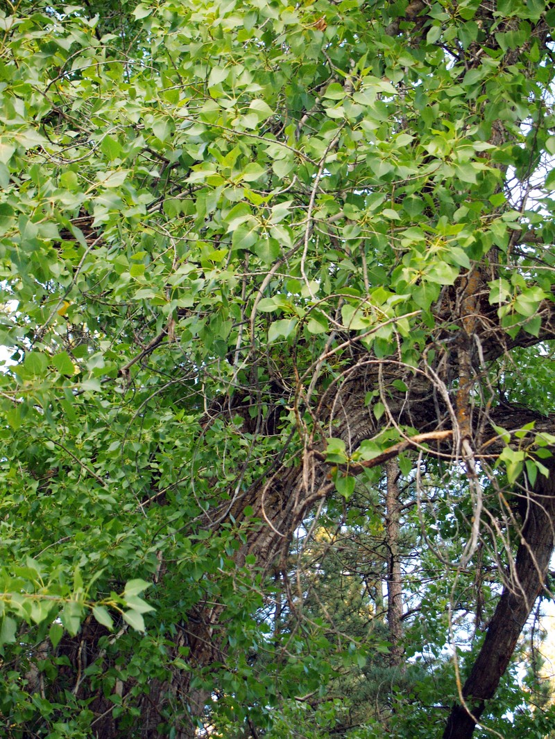 Lanceleaf Cottonwood photo 4