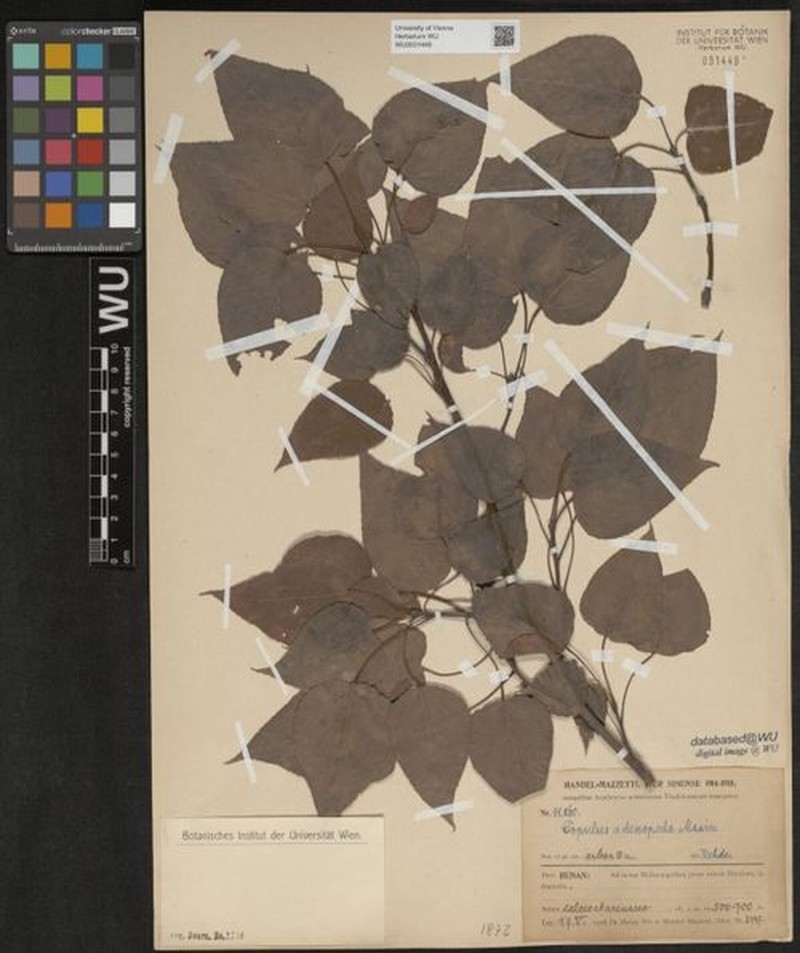 Populus adenopoda