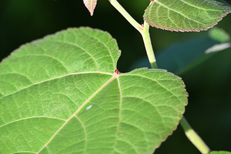 Populus adenopoda photo 2