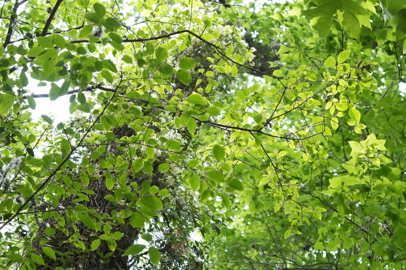 Populus adenopoda photo 3