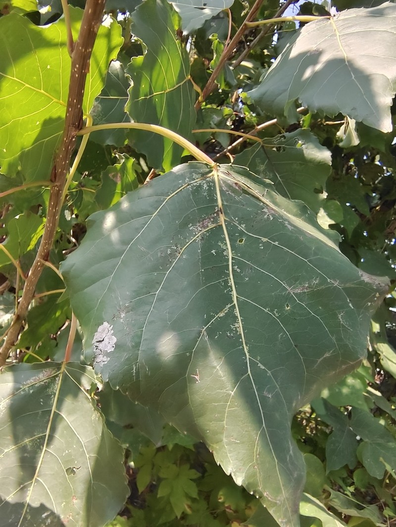 Populus adenopoda photo 4