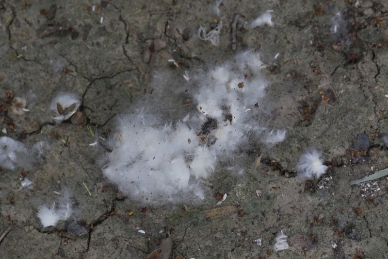 Populus adenopoda photo 5