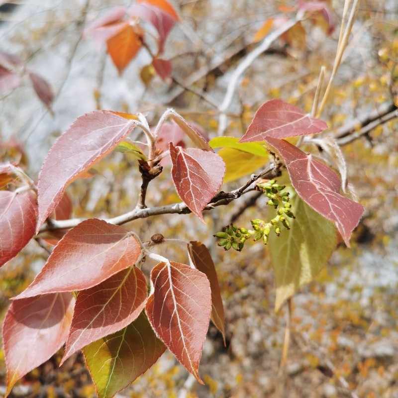 Populus adenopoda photo 6