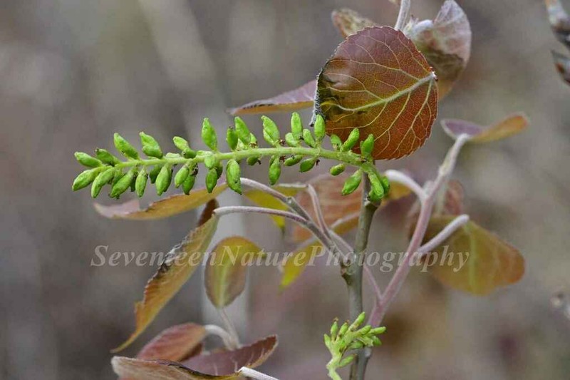 Populus adenopoda photo 7