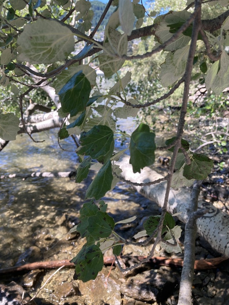 White Poplar photo 7