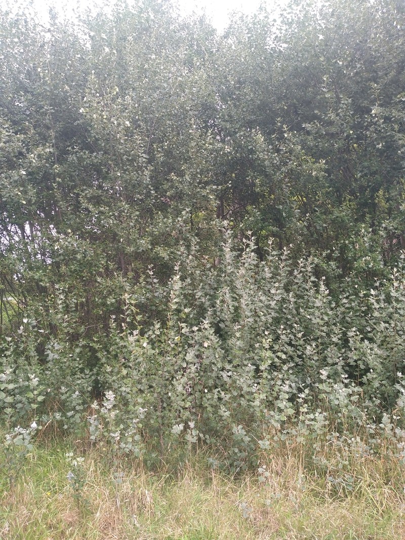 White Poplar photo 8