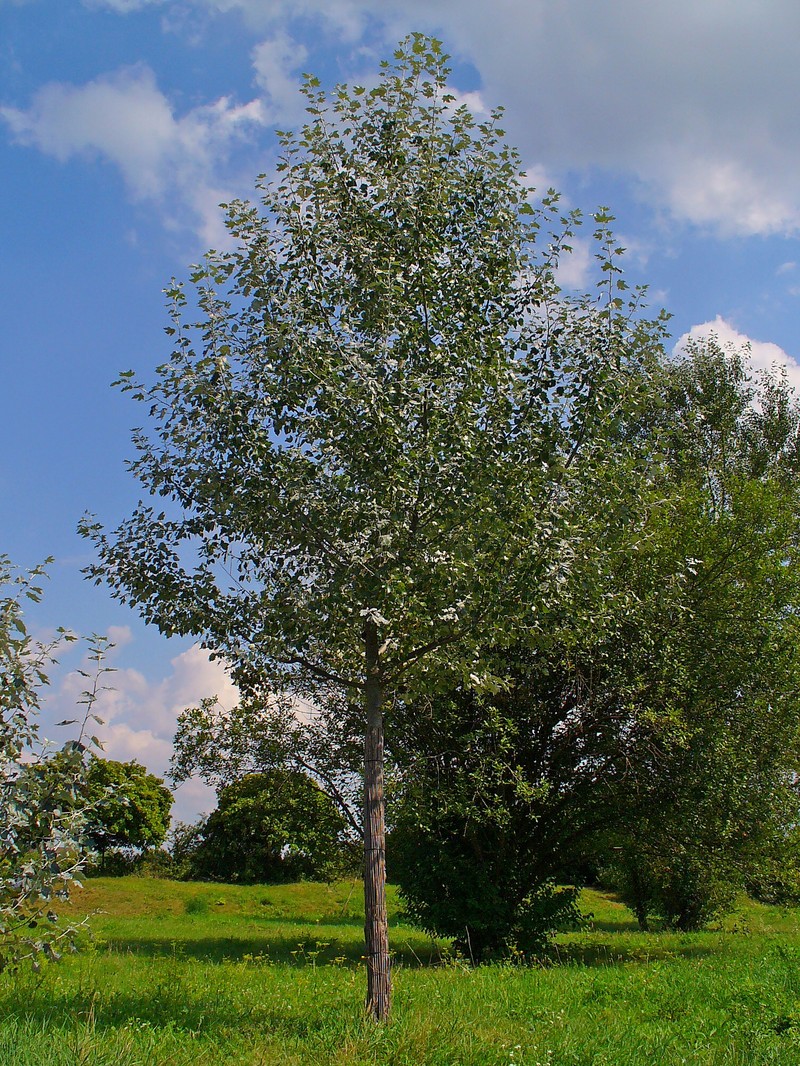 White Poplar